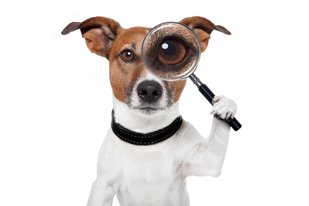 Photo of Jack Russel dog looking through a magnifying glass.