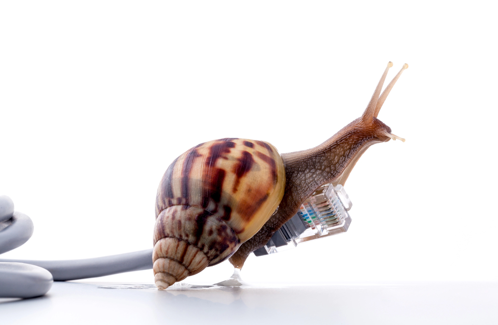 Snail on an internet connection cable symbolising a slow internet connection.