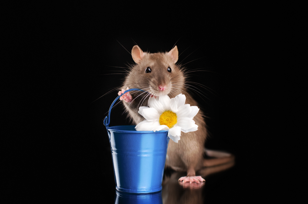 Photo of a cute mouse holding a bucket with a daisy in it.